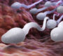 SpermTesti 90x80