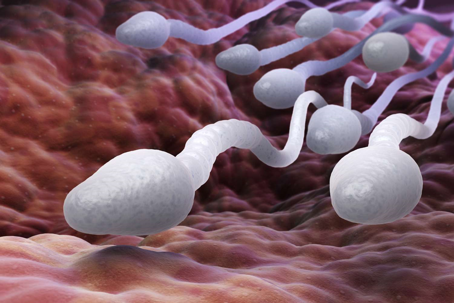 sperm-testi